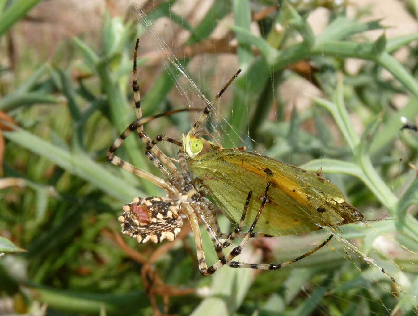 Predatori di farfalle